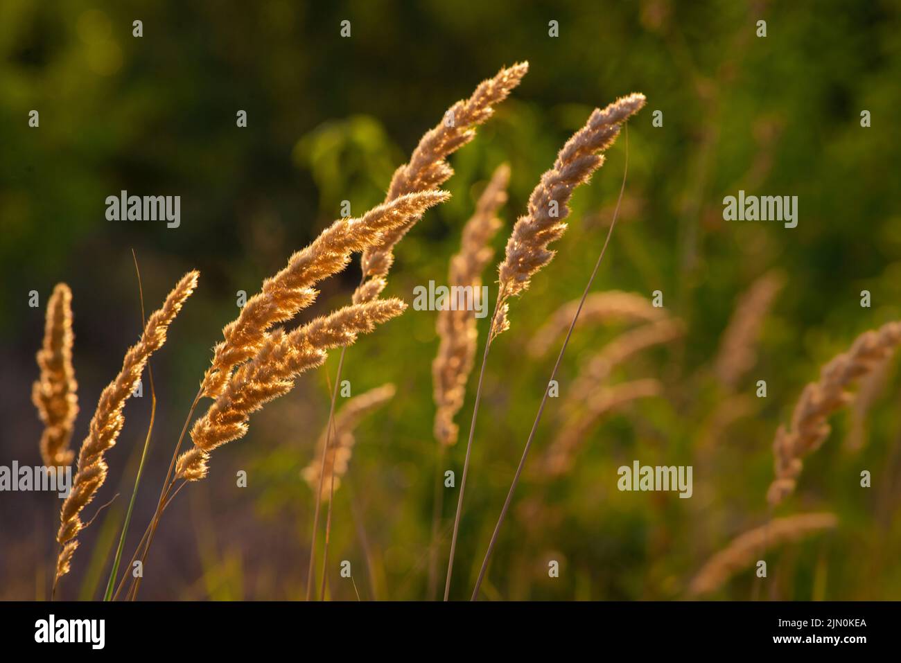 Calamagrostis epigejos (L.) Roth, plantes bois petit roseau ou arbustes matin lumière du soleil prairie sauvage ornementale Karl Foerster Achnatherum marais Banque D'Images