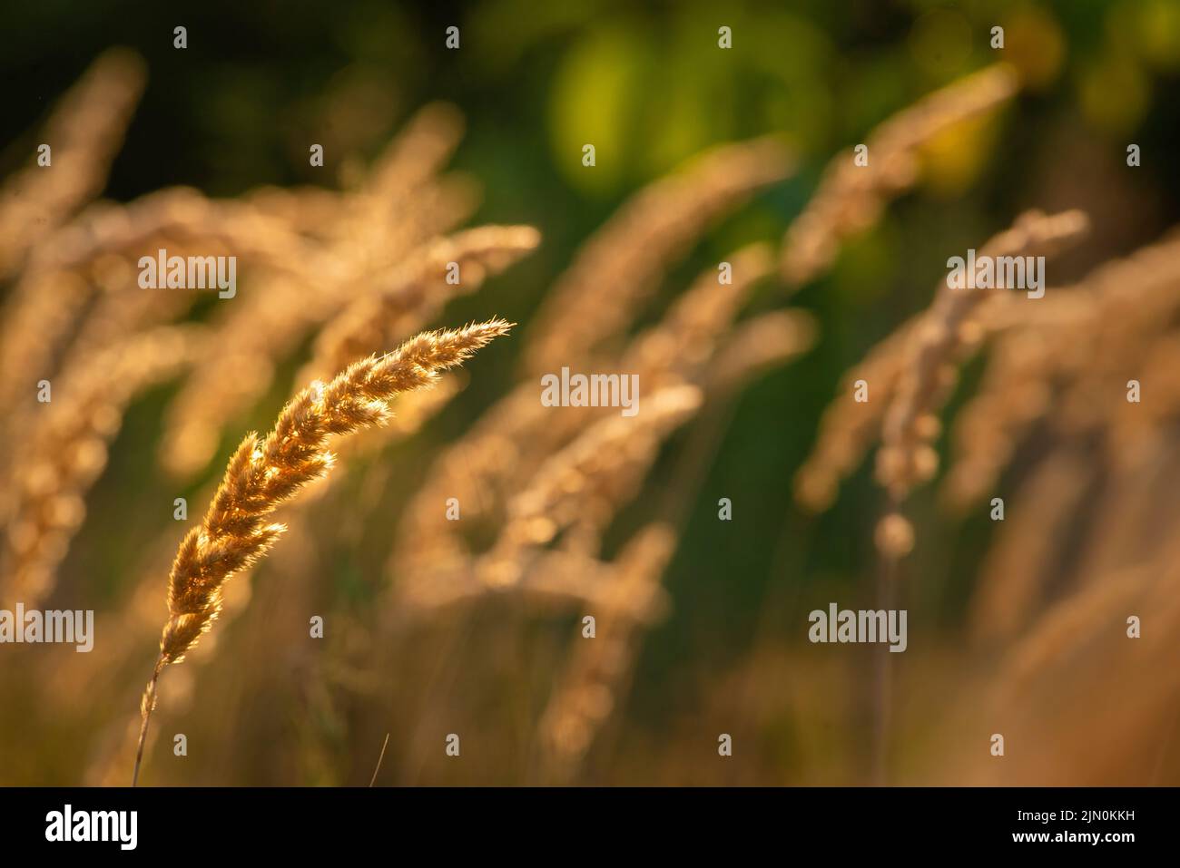 Calamagrostis epigejos (L.) Roth, plantes bois petit roseau ou arbustes matin lumière du soleil prairie sauvage ornementale Karl Foerster Achnatherum marais Banque D'Images
