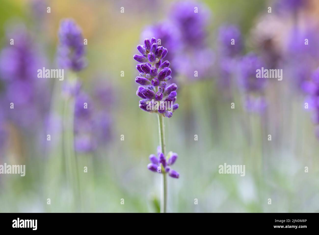 Gros plan d'une fleur de lavande anglaise sur un fond de fleurs de lavande hors foyer Banque D'Images