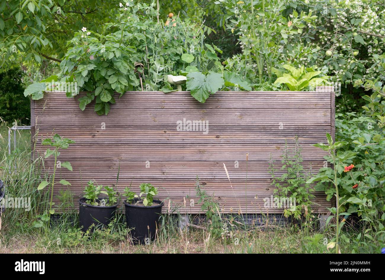 Lit surélevé dans le jardin avec des légumes, des herbes et des fleurs Banque D'Images