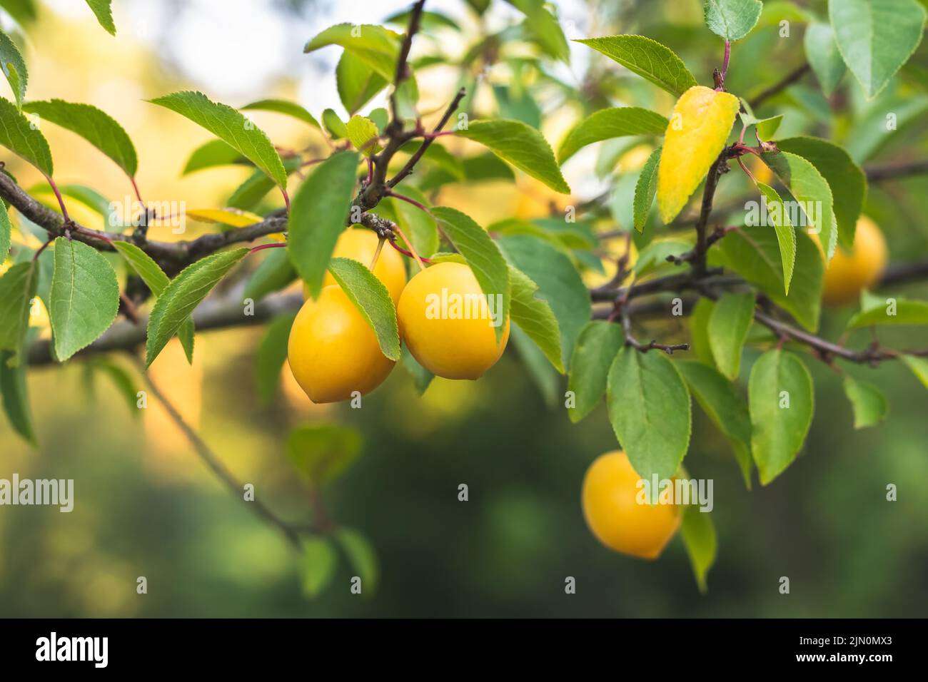 Cerisier et prune avec fruits. Baies jaunes mûres sur une branche dans le jardin du verger en été. Mise au point sélective. Magnifique bokeh. Myrobalan prune et vert Banque D'Images