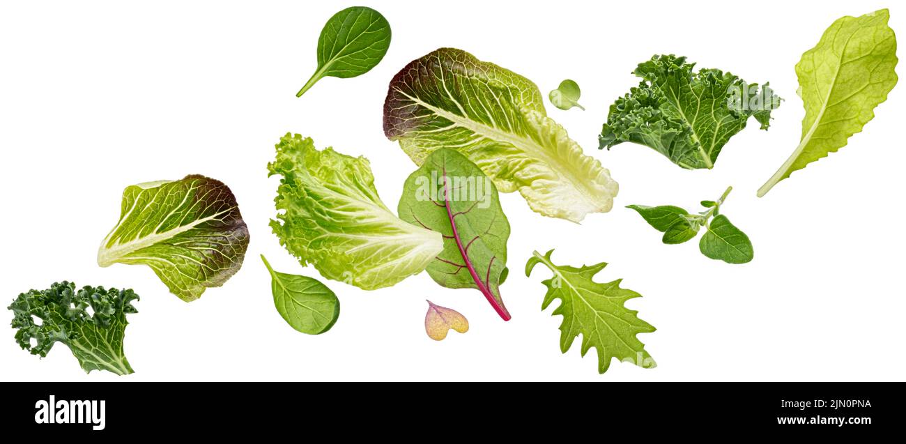 Chute des feuilles de salade isolées sur fond blanc Banque D'Images