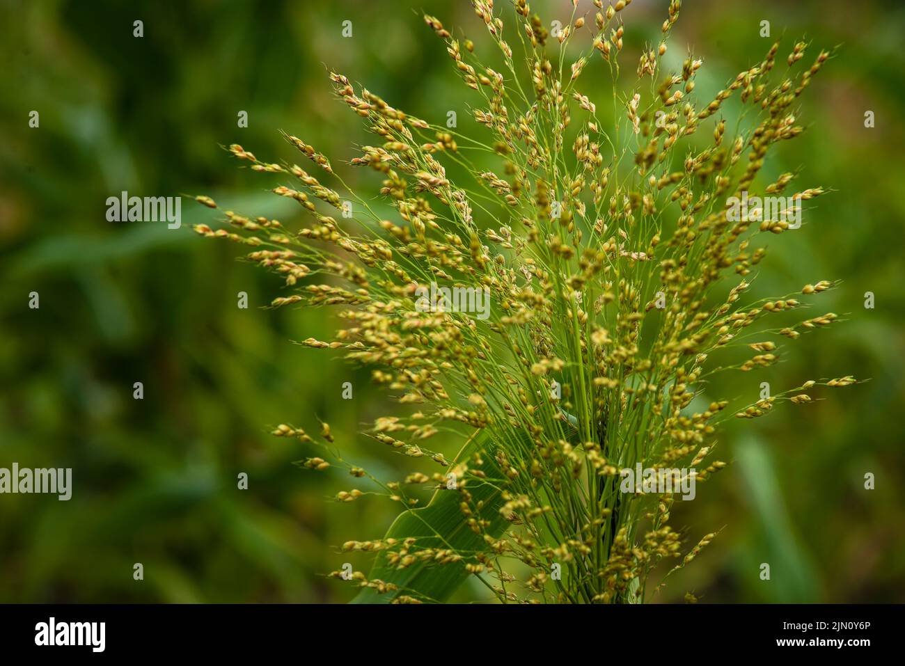 Plante de millet Panicum miliaceum. Croissance des graines dans les champs Proso flou jaune vert fond Banque D'Images