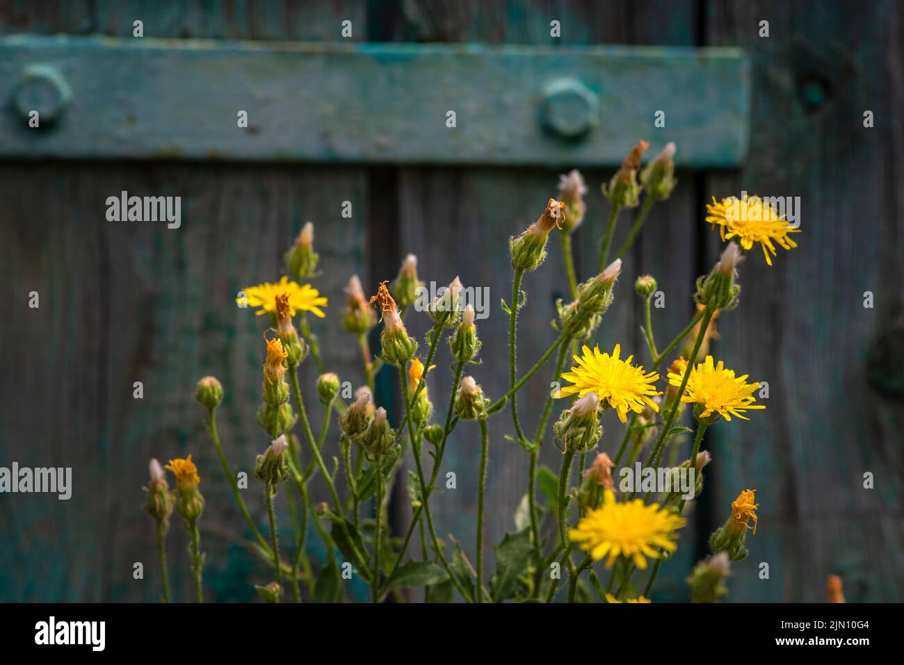 Sonchus arvensis à fleurs jaunes ou Field Sowchardon.Old portail en bois peint fond turquoise Banque D'Images