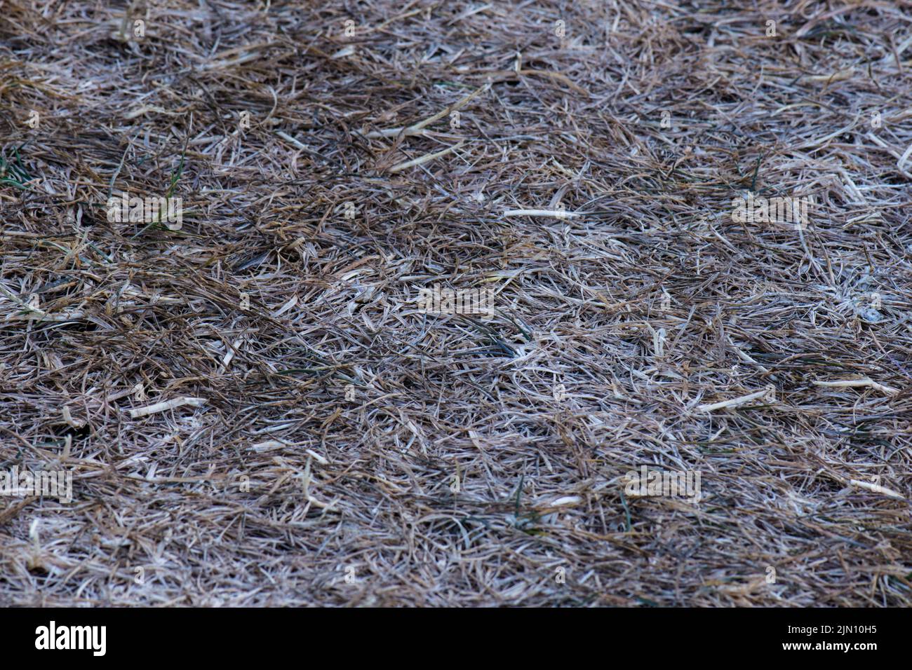 Gros plan de l'herbe brune ou blonde stressée et morte d'une pelouse après une sécheresse avec un peu de croissance verte montrant. Banque D'Images