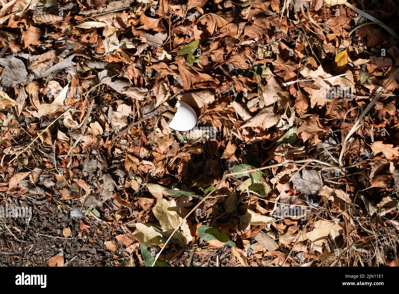 Talaplow, Buckinghamshire, Royaume-Uni. 8th août 2022. Un œuf d'oiseau écrasé repose sur des feuilles mortes. Les températures devraient atteindre 29 degrés aujourd'hui et atteindre 34 degrés d'ici le week-end à mesure que la vague de chaleur revient. Il n'y a toujours pas de prévision de pluie. Crédit : Maureen McLean/Alay Live News Banque D'Images