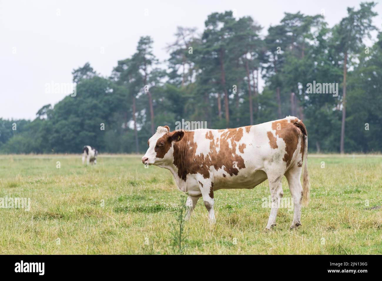 Vue latérale du bétail Fleckvieh (Bos primigenius taurus) sur un pâturage en Rhénanie-Palatinat, Allemagne, Europe Banque D'Images