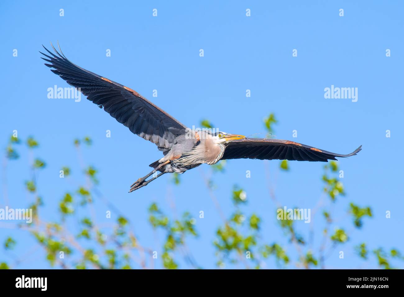 Grand héron bleu (Ardea herodius) volant, est Amérique du Nord, par Dominique Braud/Dembinsky photo Assoc Banque D'Images