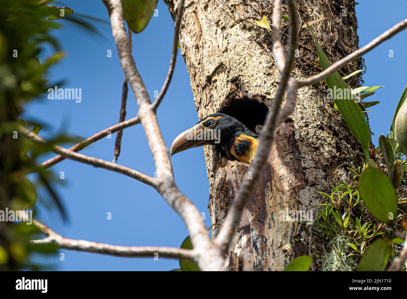 Aracari collier poussez le jeune oiseau avec de nouvelles plumes regardant hors de son nid un trou haut dans un arbre Banque D'Images