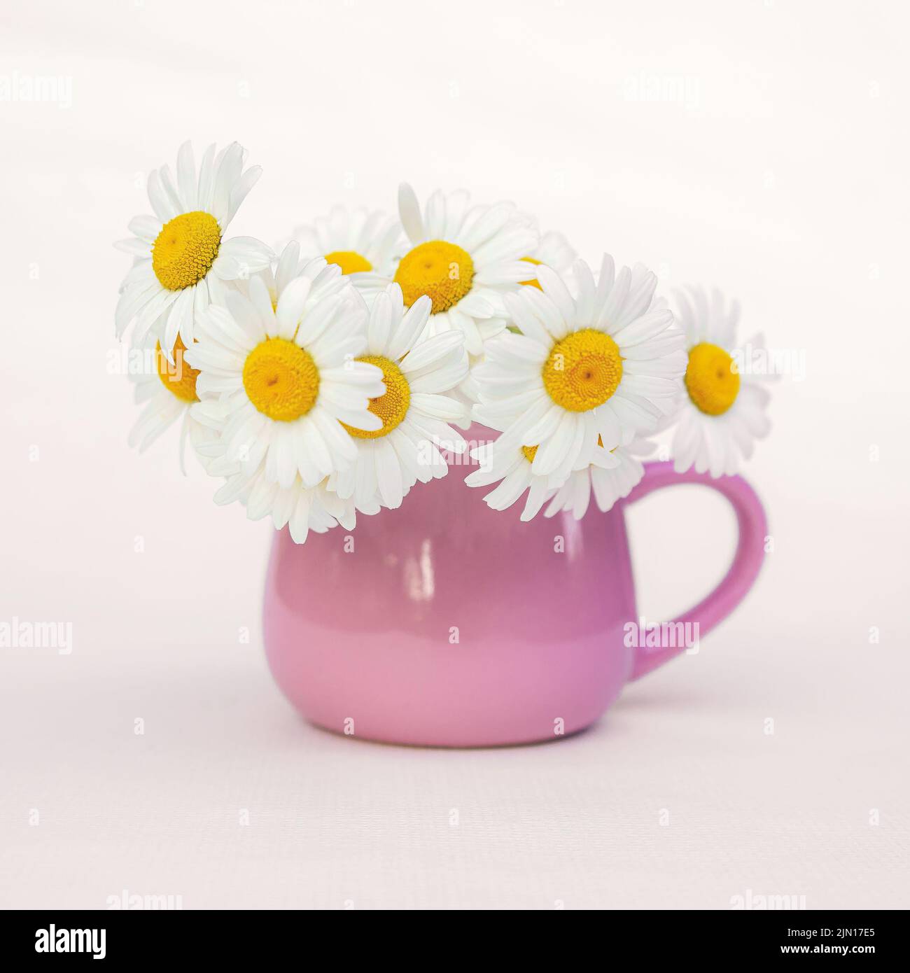 Bouquet de pâquerettes blanches délicates dans une belle tasse rose. Banque D'Images
