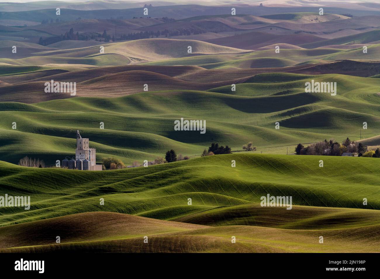 Un magnifique paysage vert des collines ondulantes couvertes de champs de blé de Palouse à Washington Banque D'Images