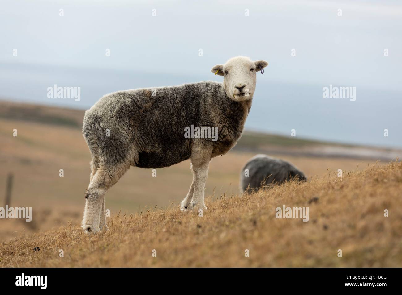 un mouton récemment cisaillé paître sur de l'herbe de montagne gallois très sèche en raison de la sécheresse récente, isolée du fond Banque D'Images