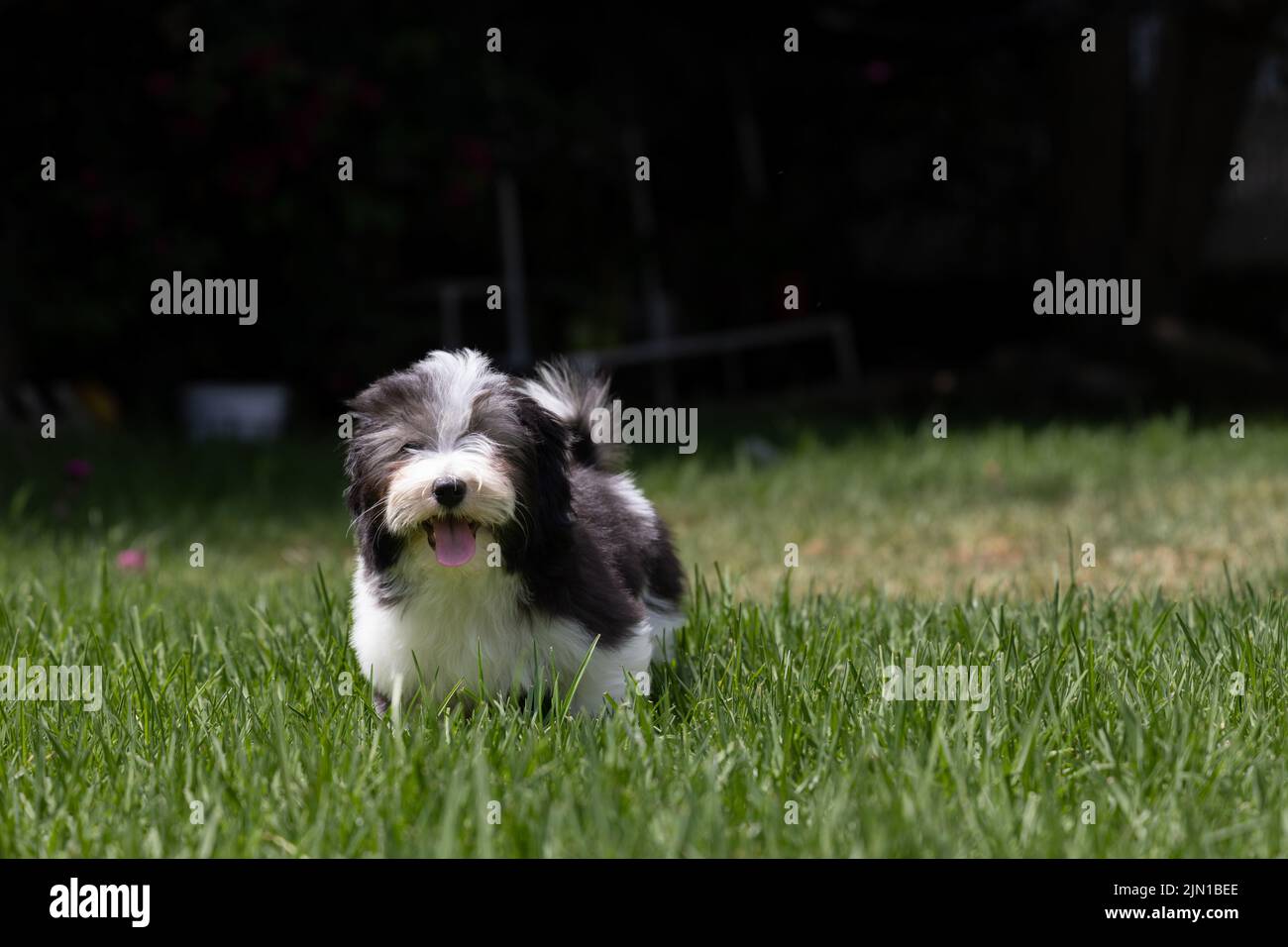 Adorable chiot bichon havanais Banque D'Images