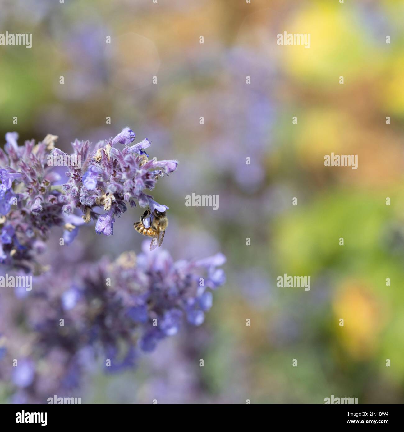 Abeille sur lavande sur un fond coloré Banque D'Images