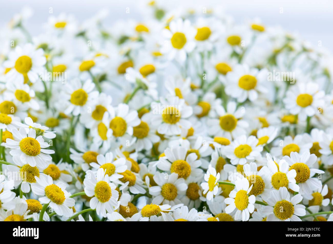 Fond de camomille ou de fleur de pâquerette, mise au point sélective. Banque D'Images