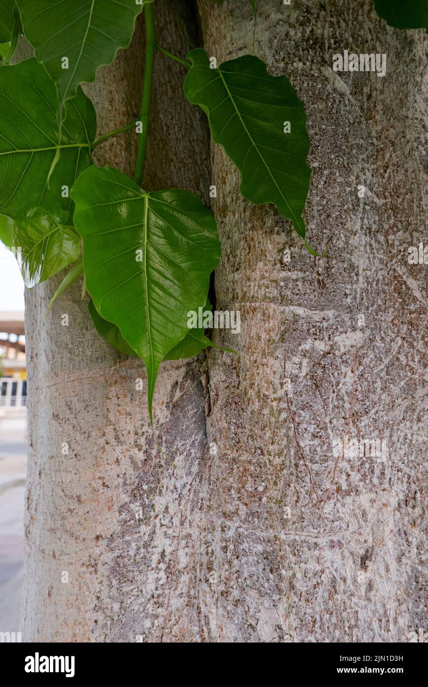 Tronc et feuilles rapprochés de l'arbre de Ficus religiosa Banque D'Images