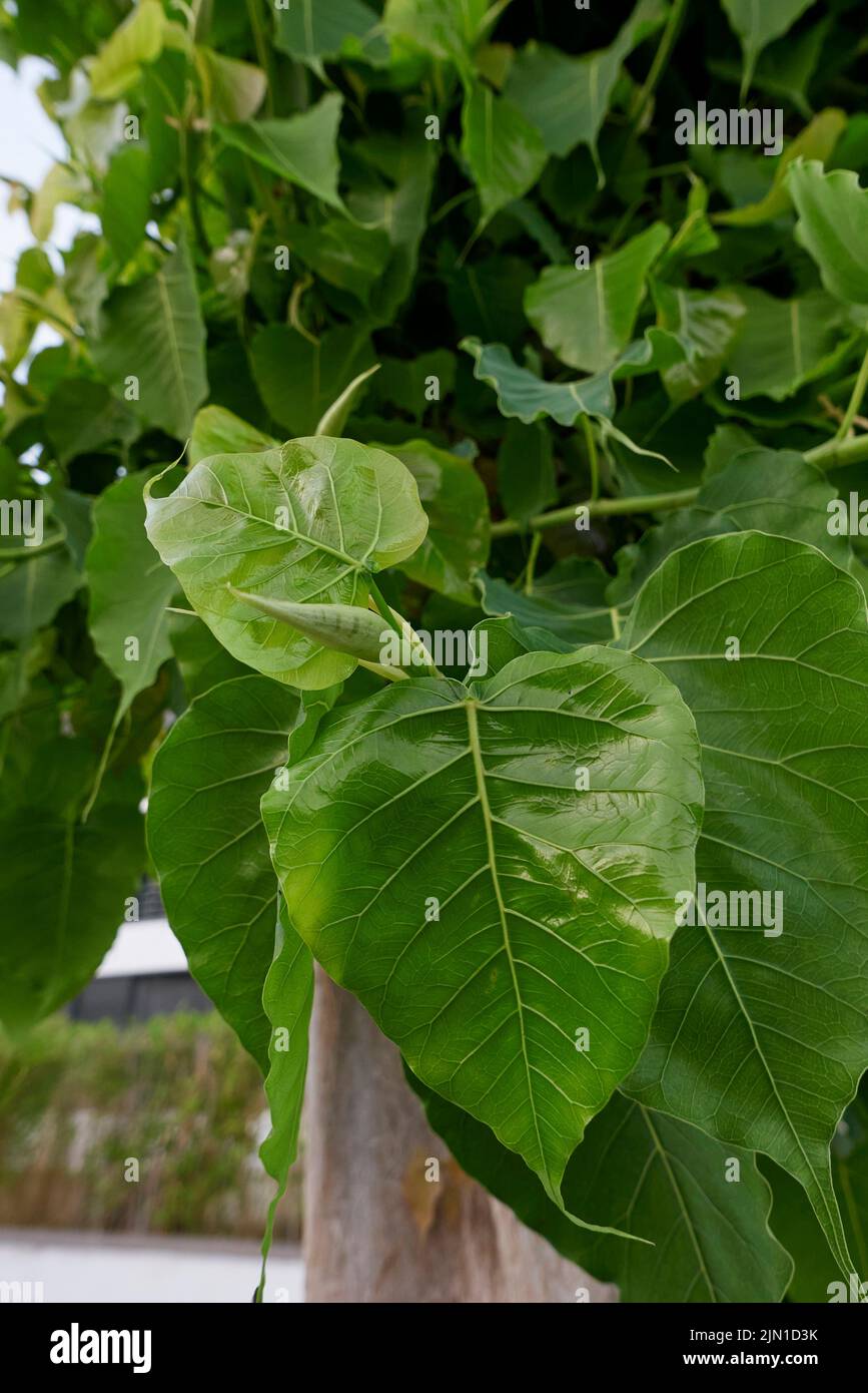 Tronc et feuilles rapprochés de l'arbre de Ficus religiosa Banque D'Images