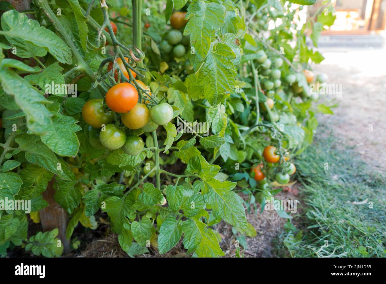 Rangée de plants de tomates Solanum lycopersicum dans un jardin de maison Banque D'Images