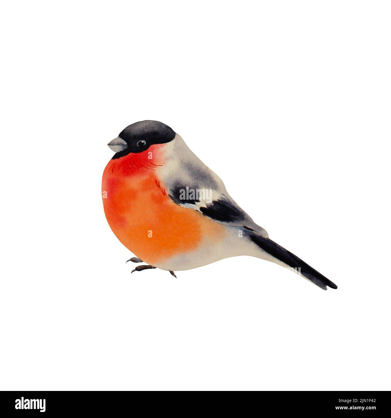 Bullfinch, Aquarelle illustration sur un fond isolé, oiseaux, hiver, nouvel an Banque D'Images