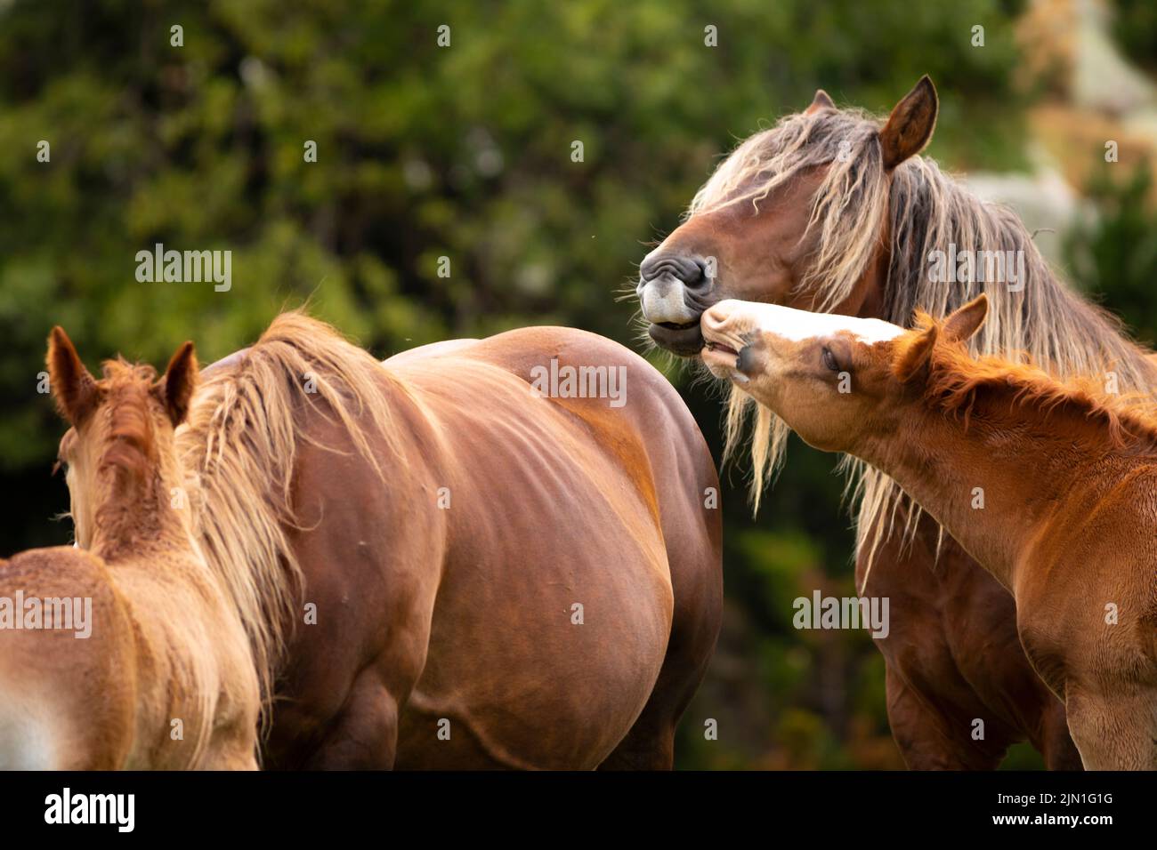 Jeune poulain touchant son père (étalon) avec sa bouche. (Equus ferus caballus). Été, Pyrénées. Cavall Pirinenc Català (Cheval pyrénéen catalan) Banque D'Images