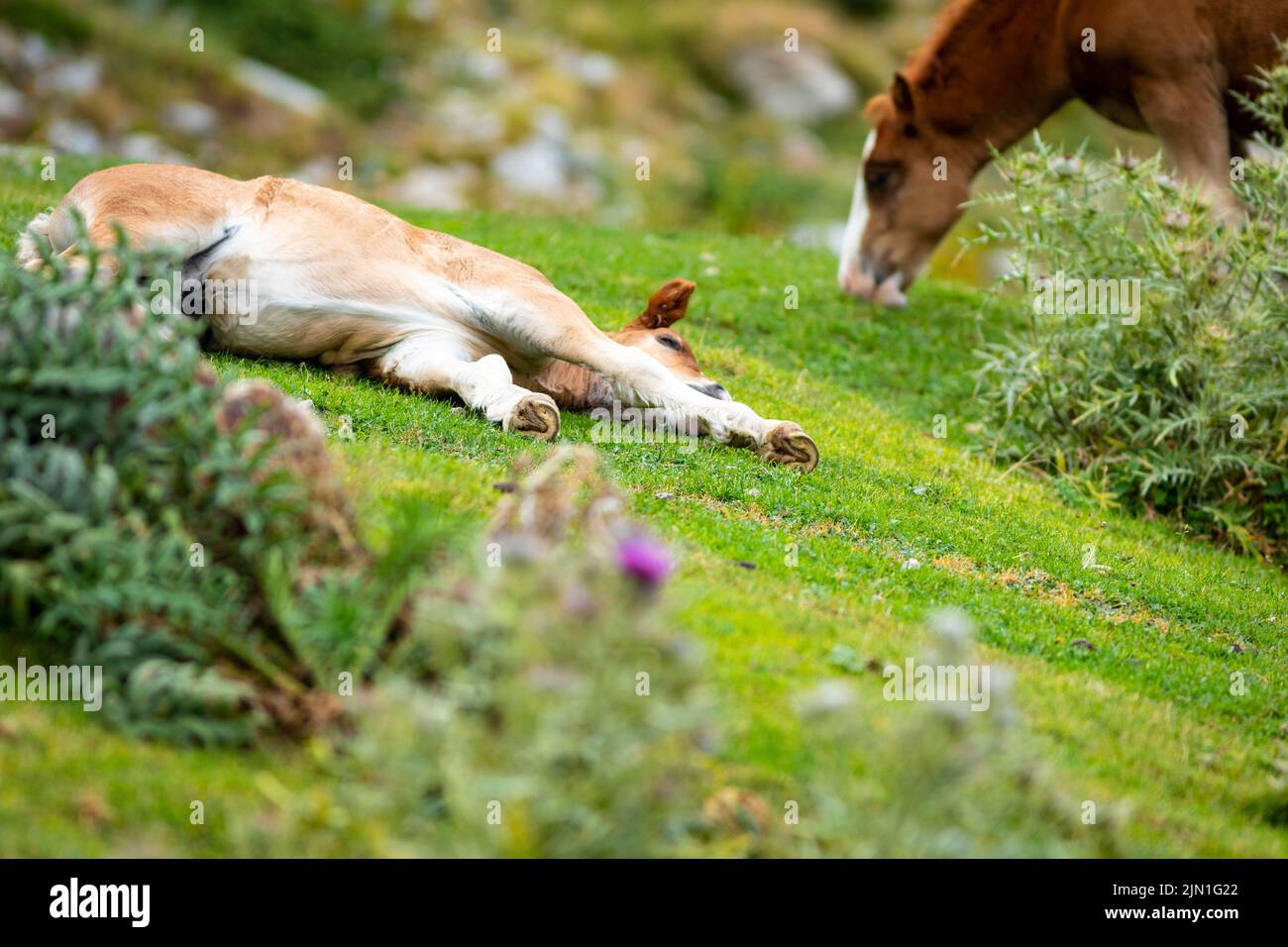 Homme foal reposant dans l'herbe avec sa mère à côté (equus ferus cabalus) Cavall Pirinenc Català (Cheval pyrénéen catalan) Banque D'Images