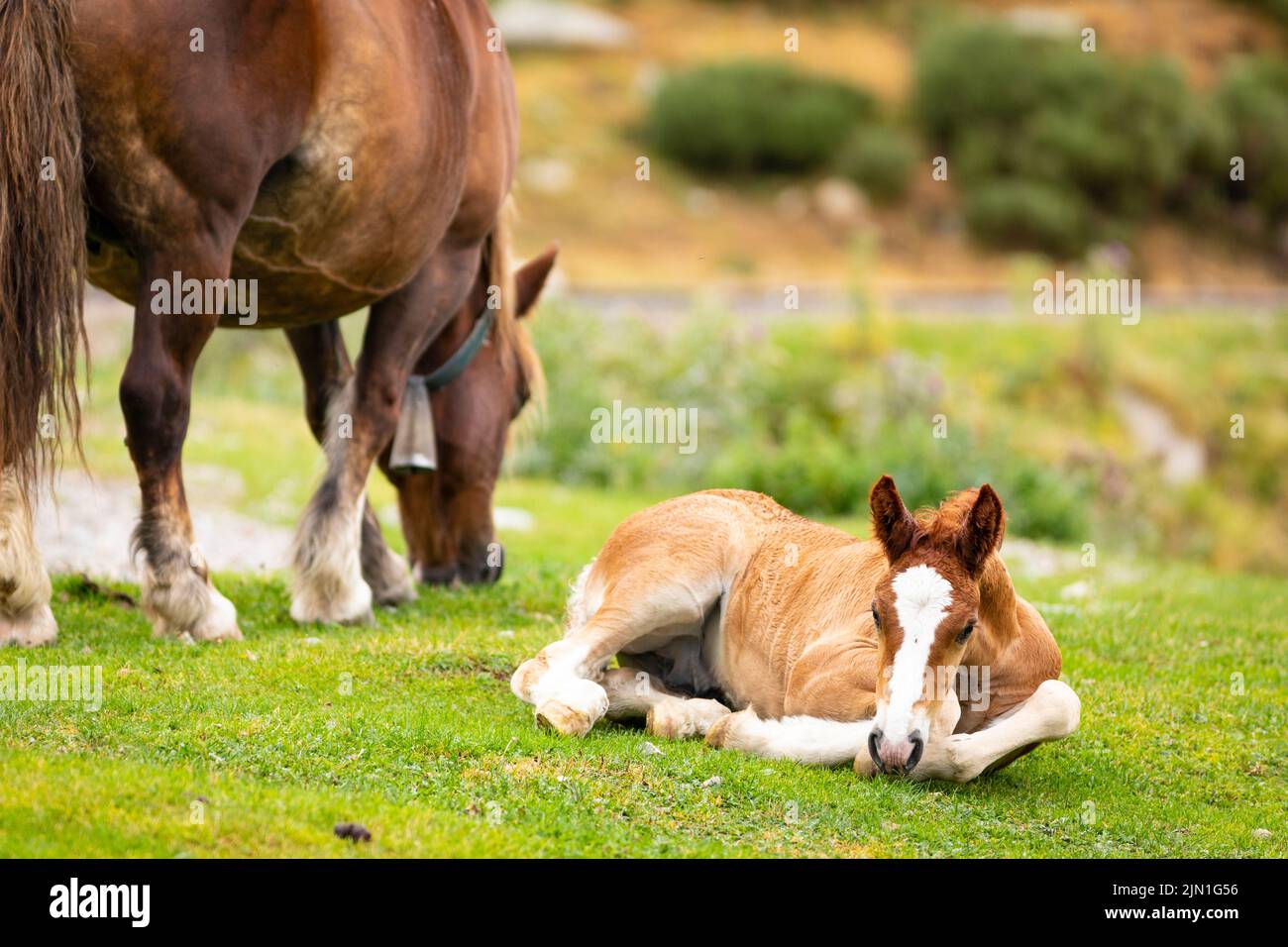Homme foal reposant dans l'herbe avec sa mère à côté (equus ferus cabalus) Cavall Pirinenc Català (Cheval pyrénéen catalan) Banque D'Images