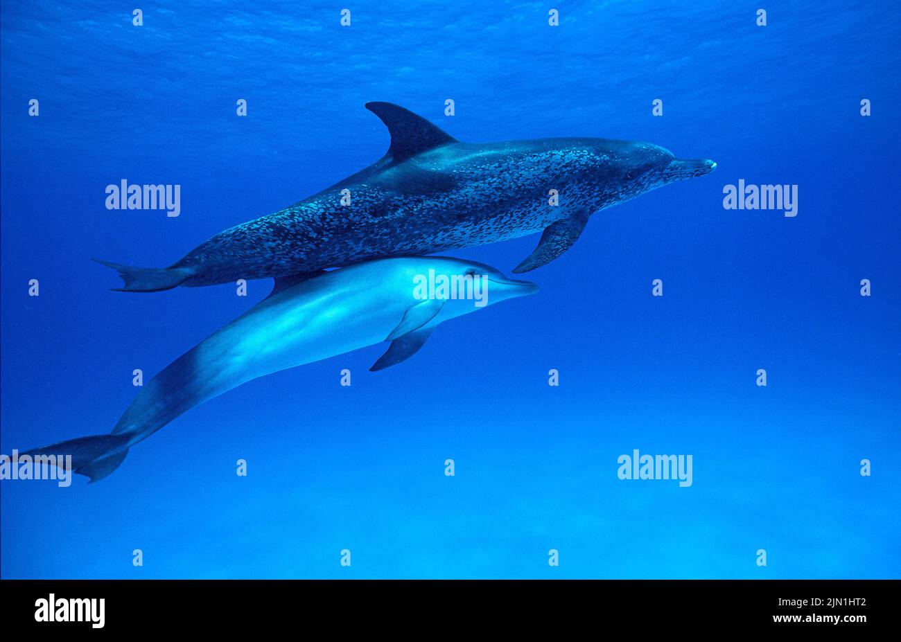 Dauphins tachetés de l'Atlantique (Stenella frontalis), Grand Bahama, Bahamas, Caraïbes Banque D'Images