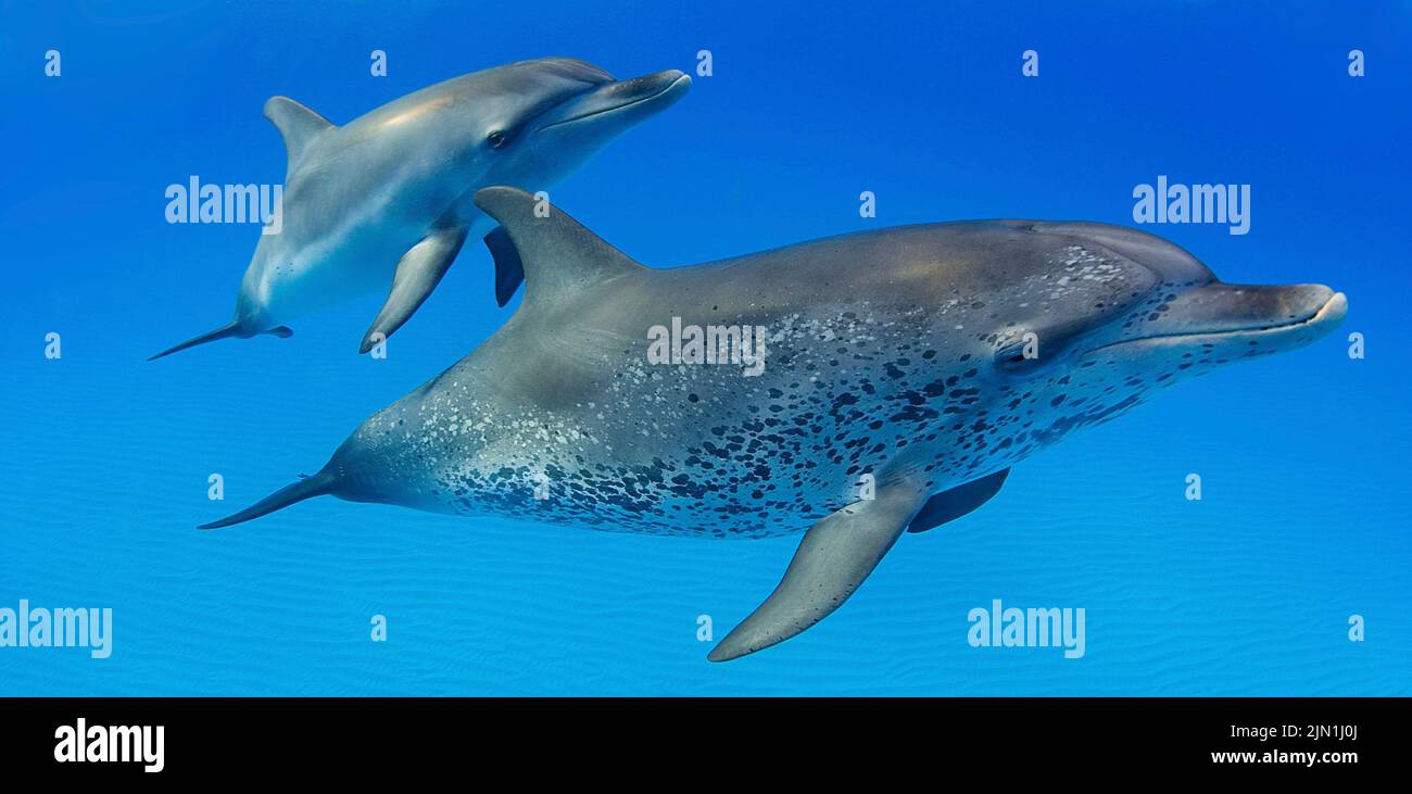 Atlantische Fleckendelfine (Stenella frontalis), Grand Bahama, Bahamas, Karibik | dauphins tachetés de l'Atlantique (Stenella frontalis), Grand Bahama, Bahama Banque D'Images