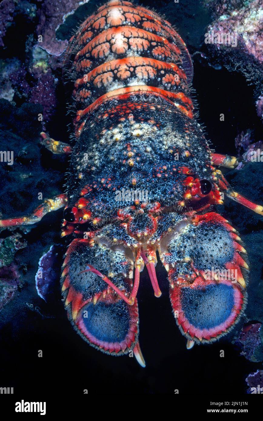 Royal Spanish Lobster (Arctides regalis), sont également appelés butte-nez de pelle lob il est connu comme ula-papa à Hawaï, océan Pacifique Banque D'Images