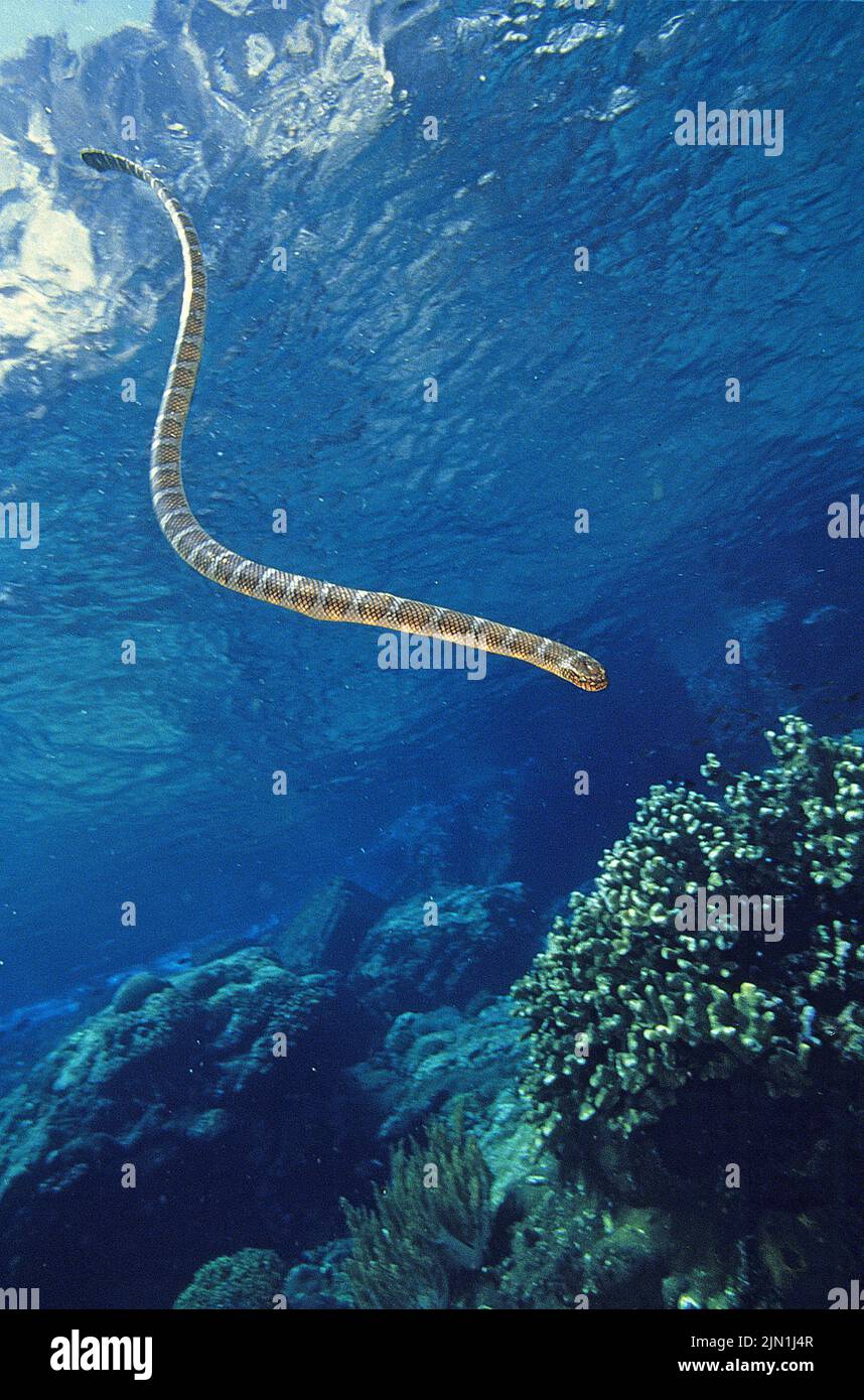 Serpent de mer chinois ou serpent de mer à queue (Laticauda semifasciata) chasse dans un récif de corail, Mindoro, Philippines, Asie Banque D'Images