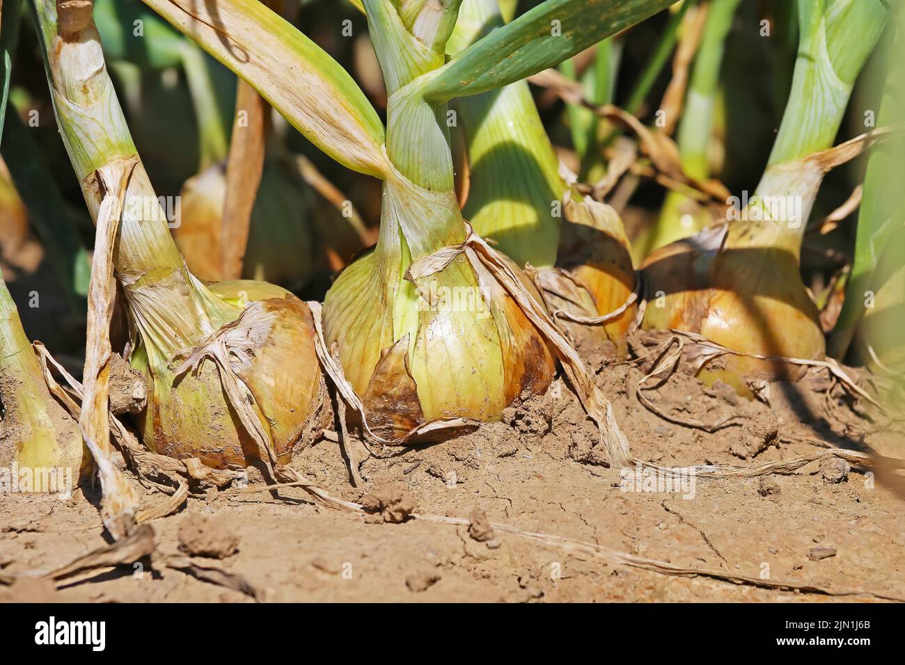 Gros plan de plantes mûres d'oignons bulbes bruns jaunes (allium cesp) dans le domaine agricole, sol sec - Allemagne Banque D'Images