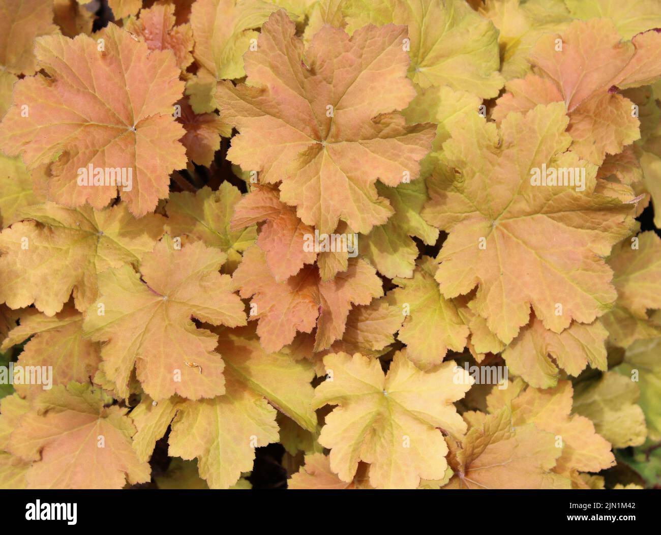 Feuillage sur une plante pleine d'or Heuchera Banque D'Images