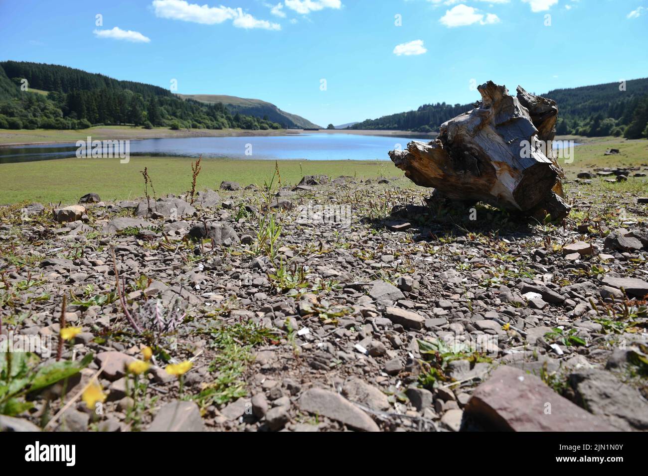 8th août 2022, Brecon Beacons, pays de Galles le réservoir Llwyn-onn au nord de Merrhyr dans les Brecon Beacons, où de grandes parties des berges et du fond du réservoir se sont tournées vers les prairies car il a été si sec en juillet et août. Le pays de Galles devrait être la région la plus chaude du Royaume-Uni cette semaine, avec d'autres interdictions d'hospe prédites. Banque D'Images