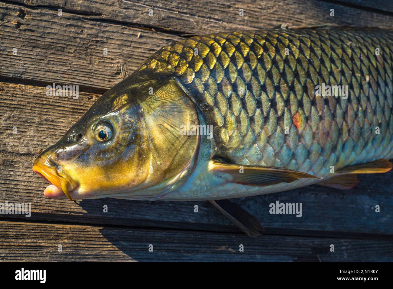 belle grande carpe. Orientation. Pêche à la carpe. Aventures de pêche, pêche à la carpe. Carpe miroir (Cyprinus carpio),. Trophée pêcheur à la ligne. Sunset Live Fresh cau Banque D'Images