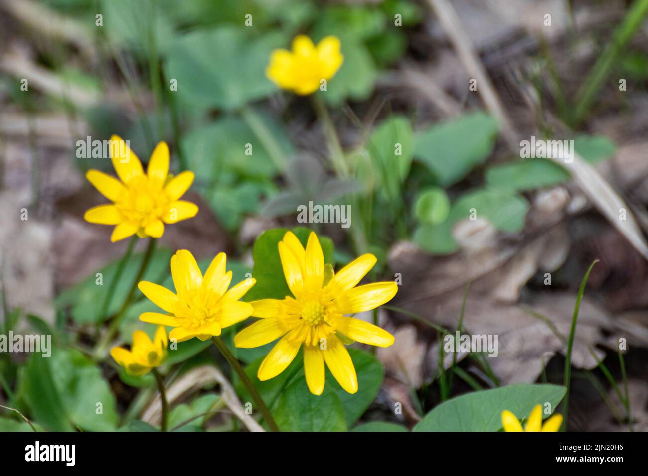 Jaune petit celandine, Ficaria verna fleurs de printemps macro-gros plan. La nature fleurira sur fond vert flou Banque D'Images