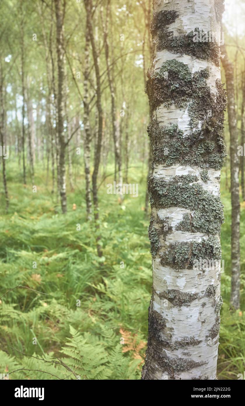Gros plan d'un tronc d'arbre de bouleau, couleur appliquée, mise au point sélective. Banque D'Images