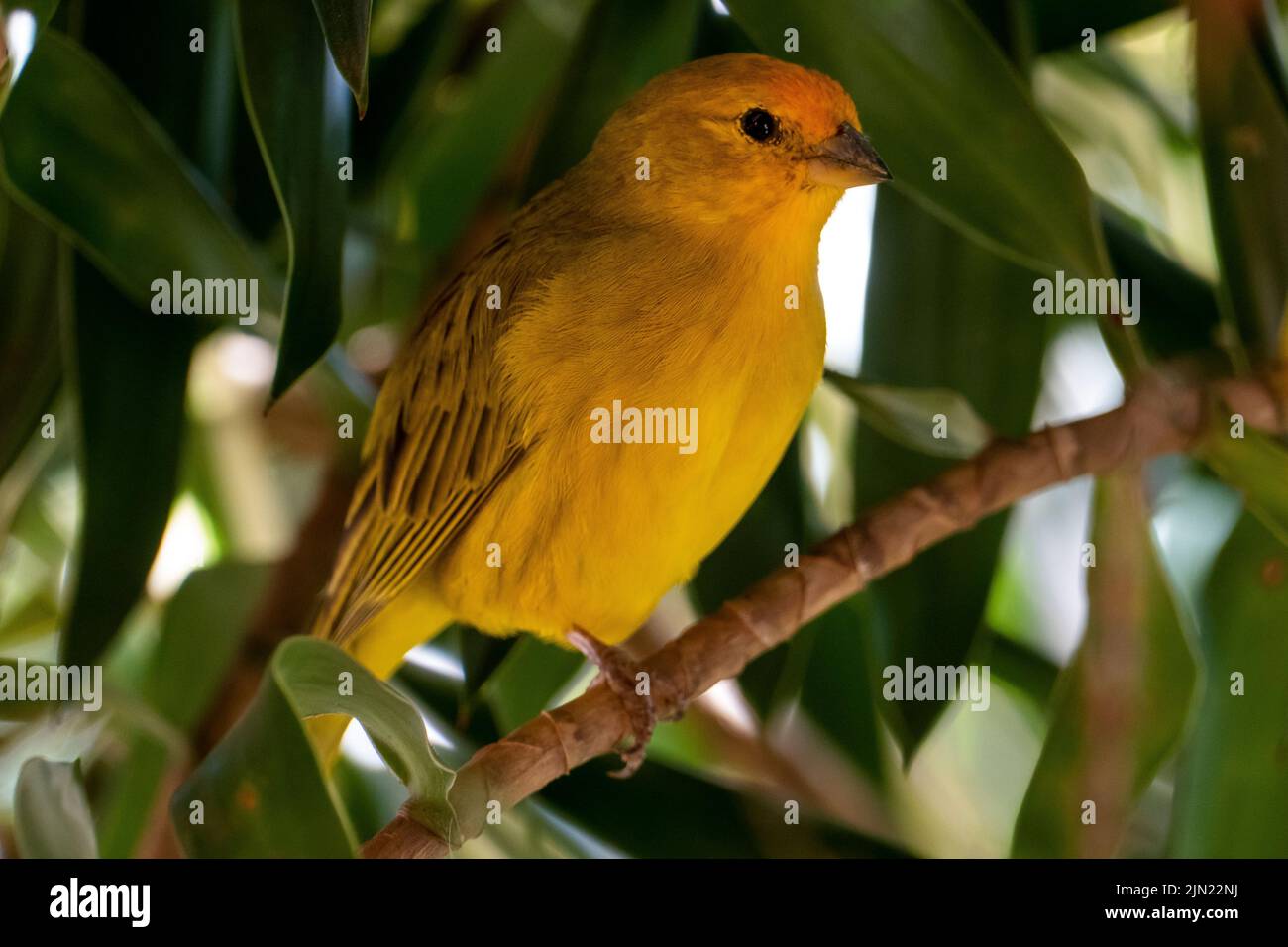 Canari atlantique, un petit oiseau sauvage brésilien. Le Crithagra flaviventris jaune canari est un petit oiseau de passereau de la famille finch. Banque D'Images
