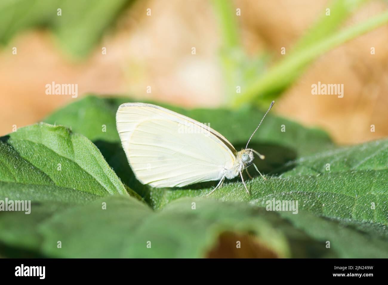 Accouplement de papillon blanc de chou (Pieris rapae) sur une plante de concombre arménienne (Cucumis melo var. Flexuosus) Banque D'Images
