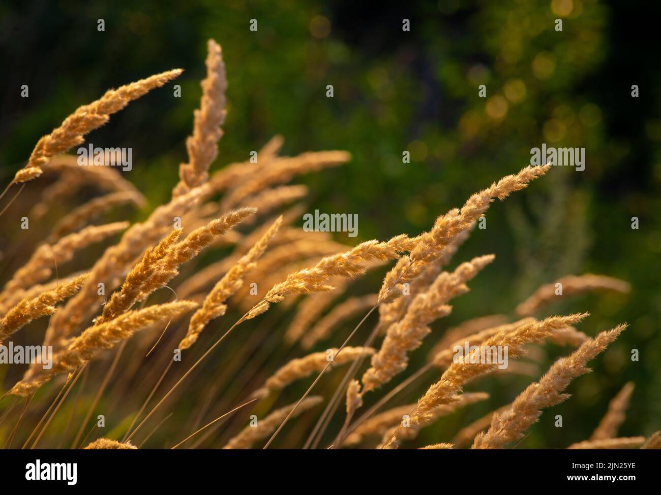 Calamagrostis epigejos (L.) Roth, plantes bois petit roseau ou arbustes matin lumière du soleil prairie sauvage ornementale Karl Foerster Achnatherum marais Banque D'Images