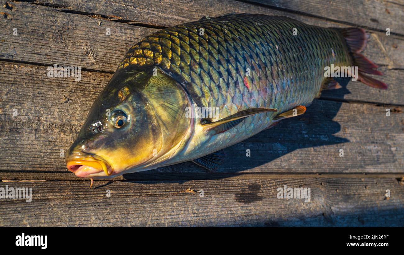 belle grande carpe. Orientation. Pêche à la carpe. Aventures de pêche, pêche à la carpe. Carpe miroir (Cyprinus carpio),. Trophée pêcheur à la ligne. Sunset Live Fresh cau Banque D'Images