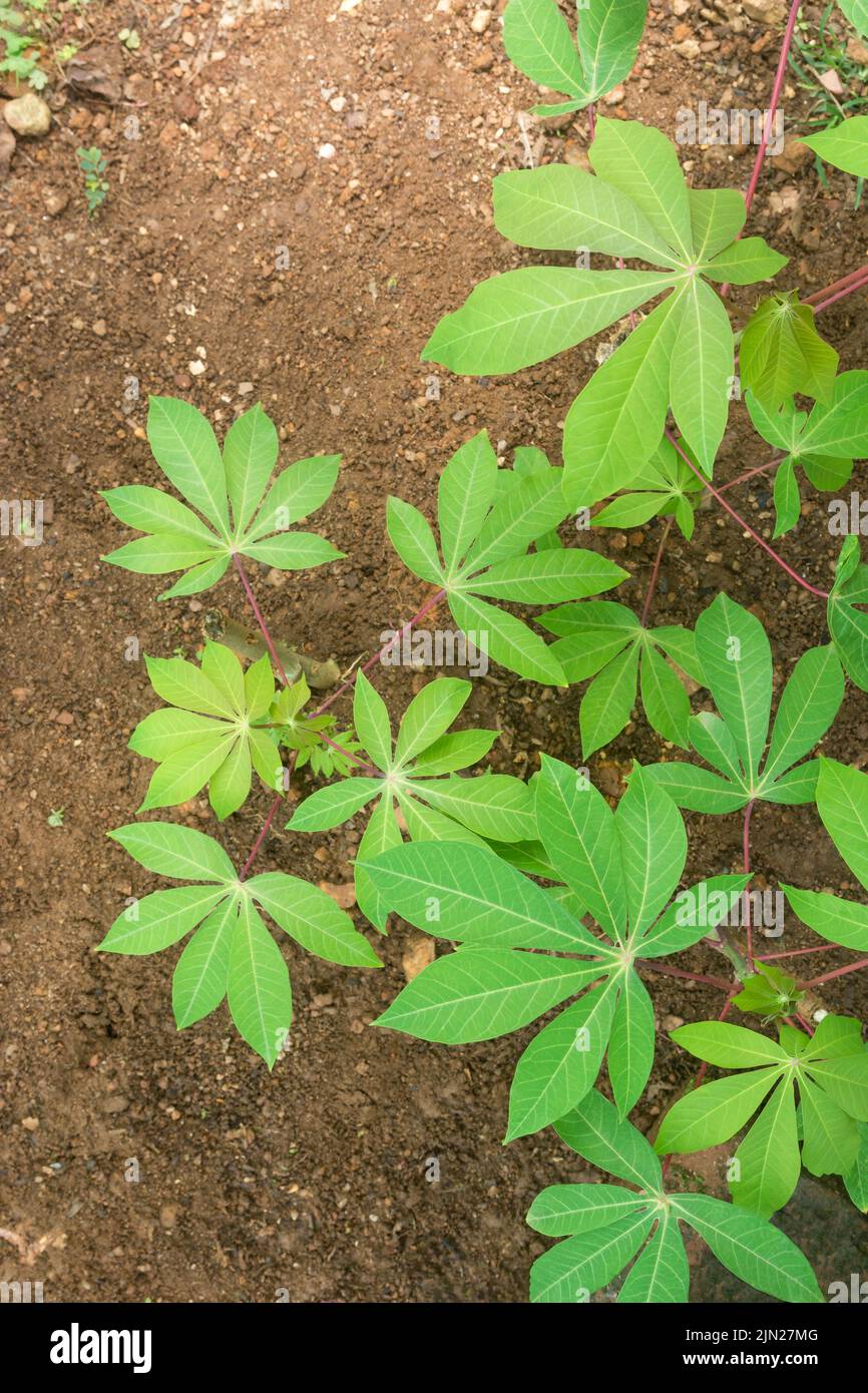 plantes de manioc ou de manihot cultivées dans le jardin, également connu sous le nom de manioc, yuca ou arrowroot brésilien, plante végétale riche en calories, vue de dessus Banque D'Images