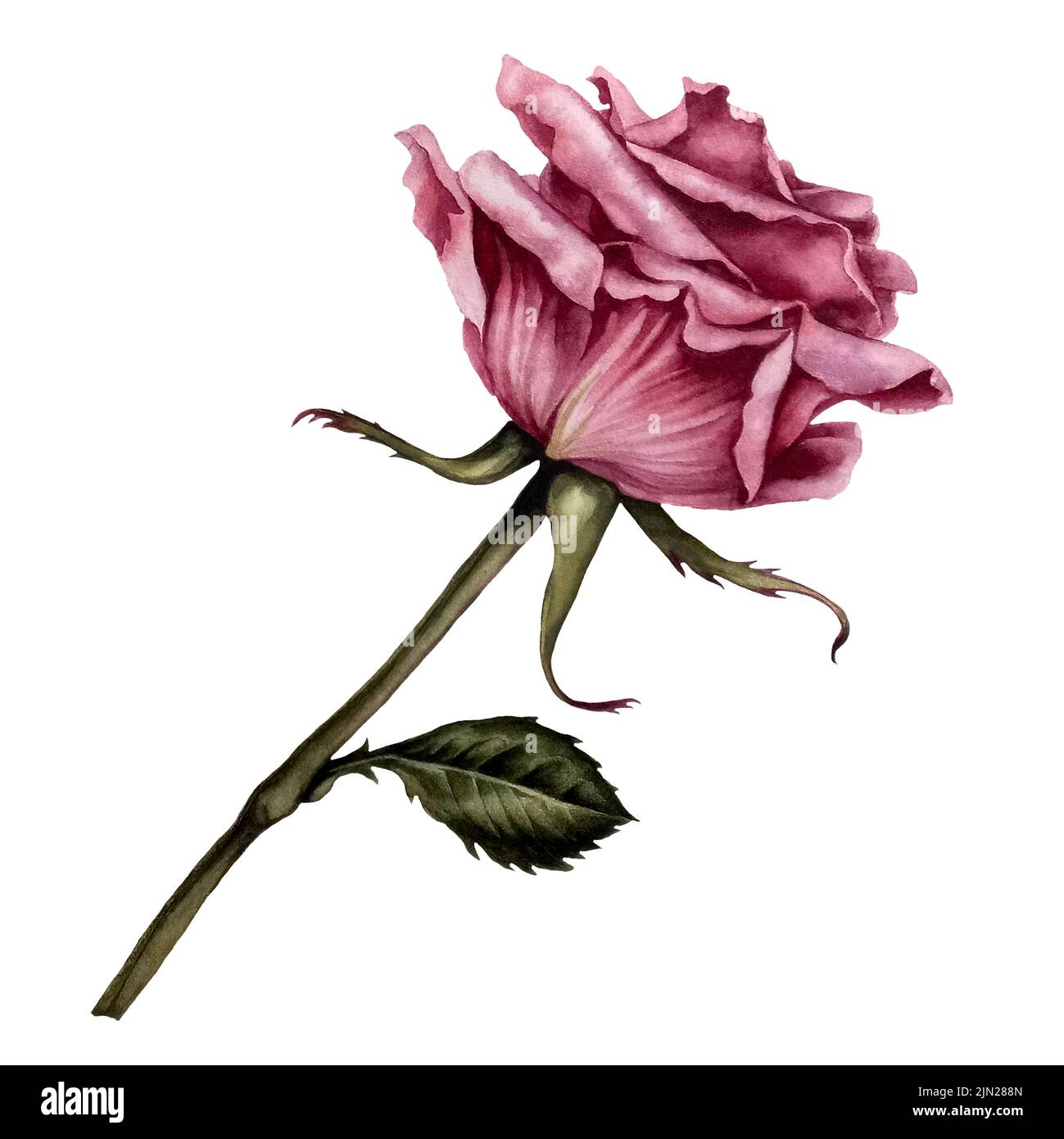 Rose aquarelle pour anniversaire, jour de la Saint-Valentin, douche de bébé, fête de genre, décoration de fête des mères et impression de cartes de vœux, cartes postales. Banque D'Images