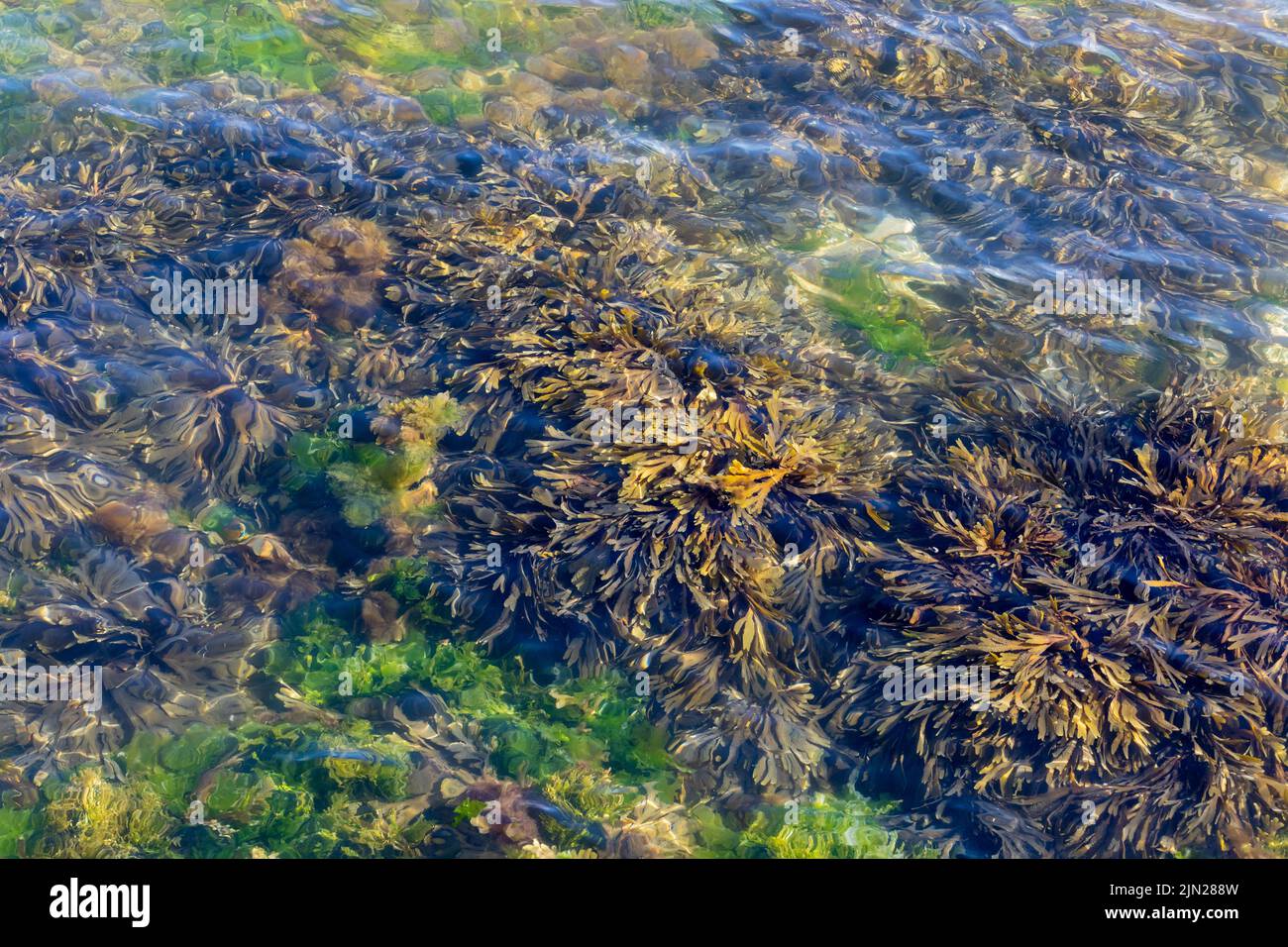 Macroalgues, algues dans l'eau de ferme, Swanage, Dorset, Angleterre Banque D'Images
