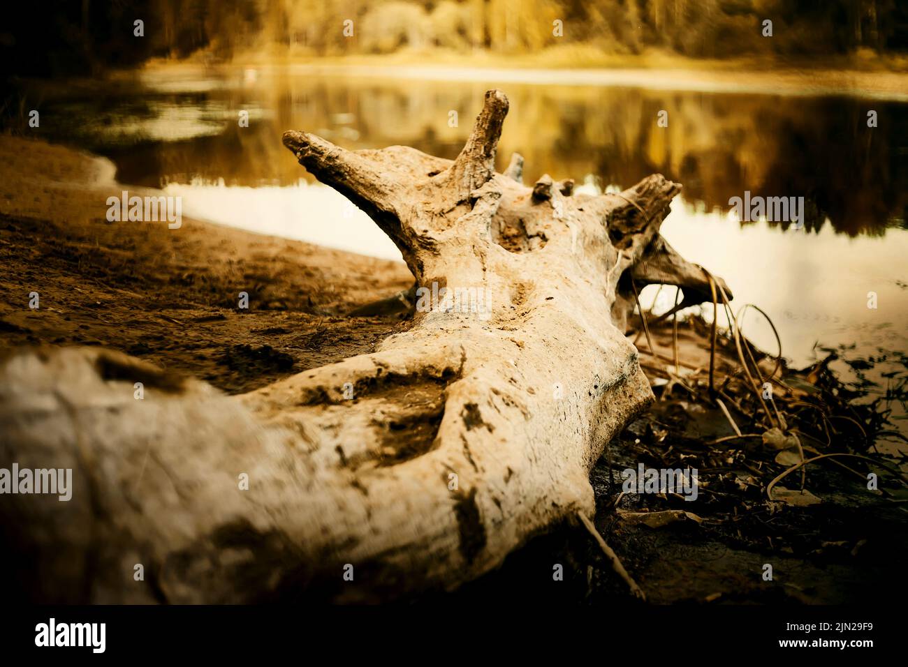 Sur une plage déserte d'une rivière forestière se trouve un vieux museau recouvert d'algues par une journée d'été. Faune. Paysage. Banque D'Images