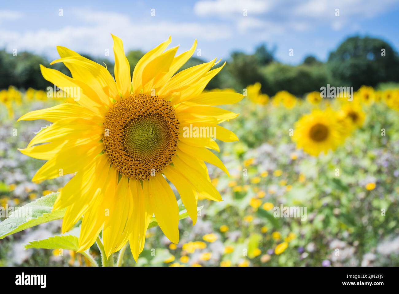 Magnifiques tournesols photographiés dans un champ sous un ciel bleu à l'été 2022 Banque D'Images