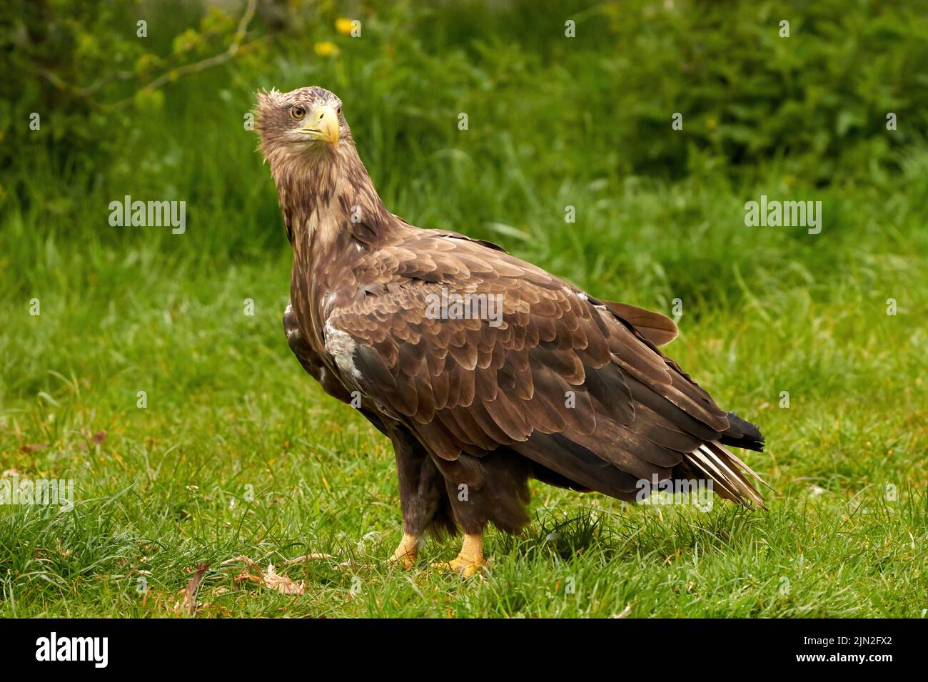Un aigle à tête blanche détaillé, un bec jaune. L'oiseau est dans l'herbe. Allert, marron, vue latérale, griffes. Banque D'Images