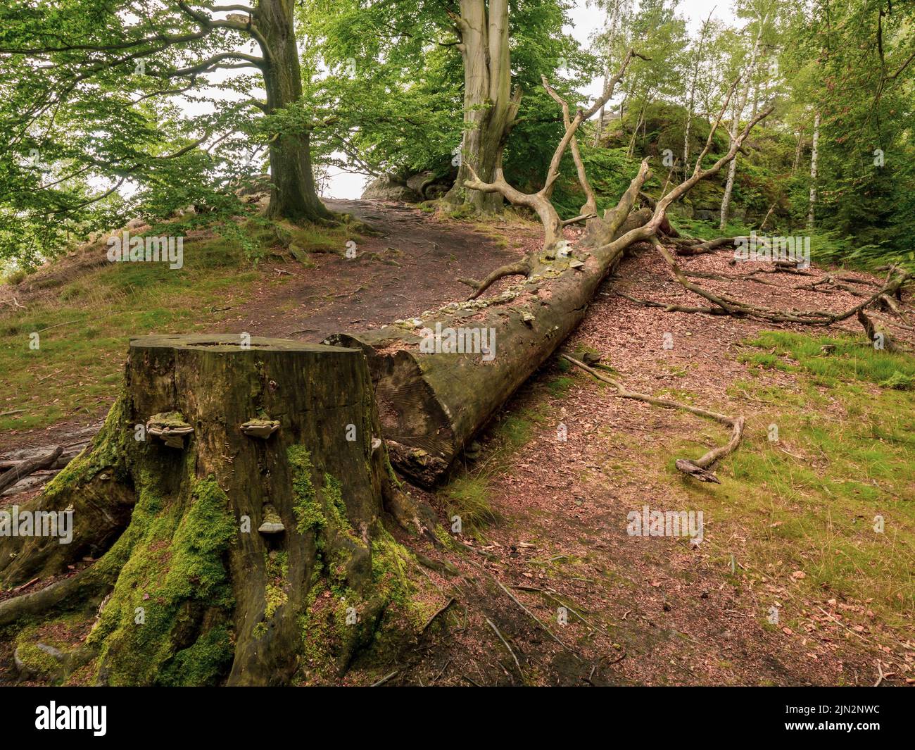 Coupe d'un grand hêtre. Grande souche de hêtre dans une forêt d'automne colorée Banque D'Images Coupe d'un grand hêtre. Grande souche de hêtre dans une forêt d'automne colorée Banque D'Images