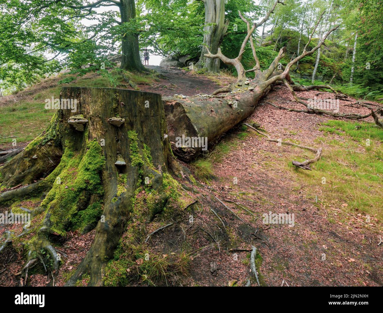 Hêtre historique déchu. Gros hêtre taillé dans la forêt près du chemin touristique, de la sécurité et de la question environnementale Banque D'Images Hêtre historique déchu. Gros hêtre taillé dans la forêt près du chemin touristique, de la sécurité et de la question environnementale Banque D'Images