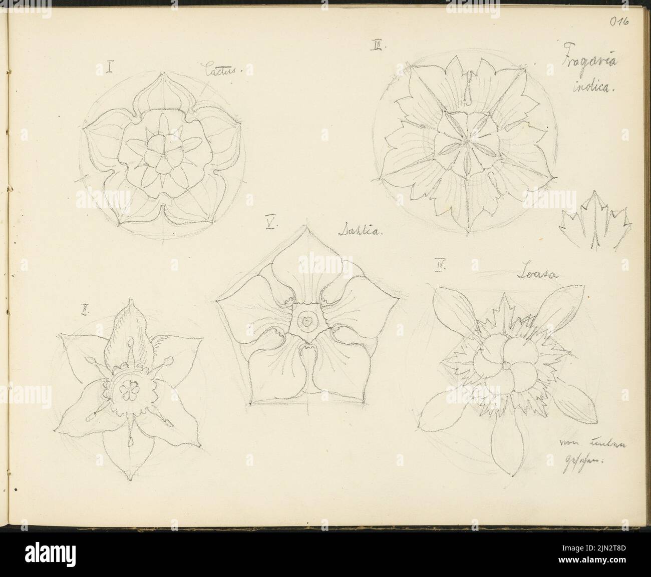 Sketchbook 4: Ornement et études d'architecture, I. Cactus, III Fragoria indica, IV Loasa vu d'en dessous, V. Dahlia Banque D'Images