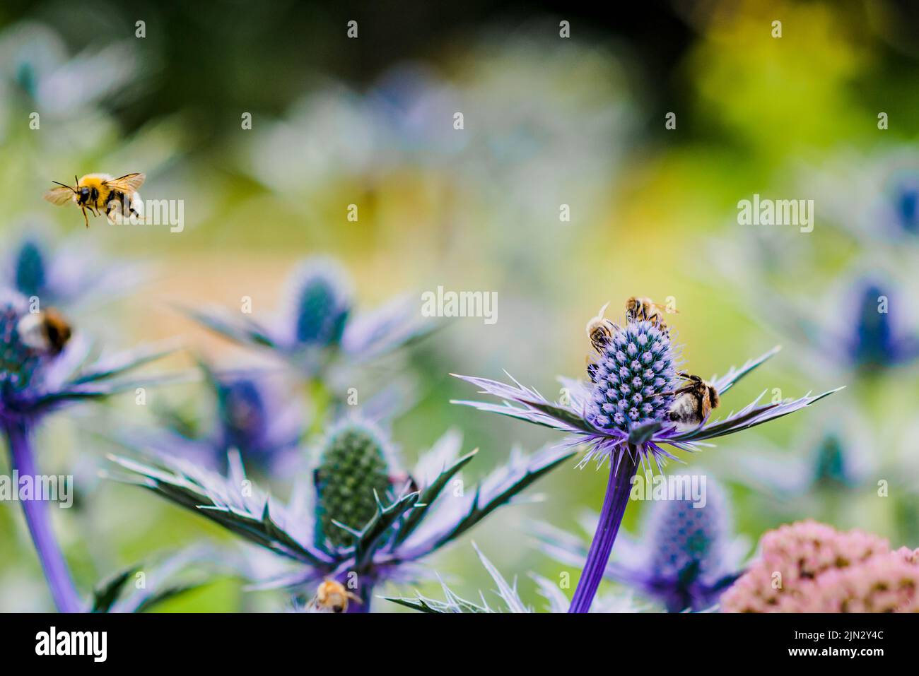 Les abeilles sur une fleur Banque D'Images